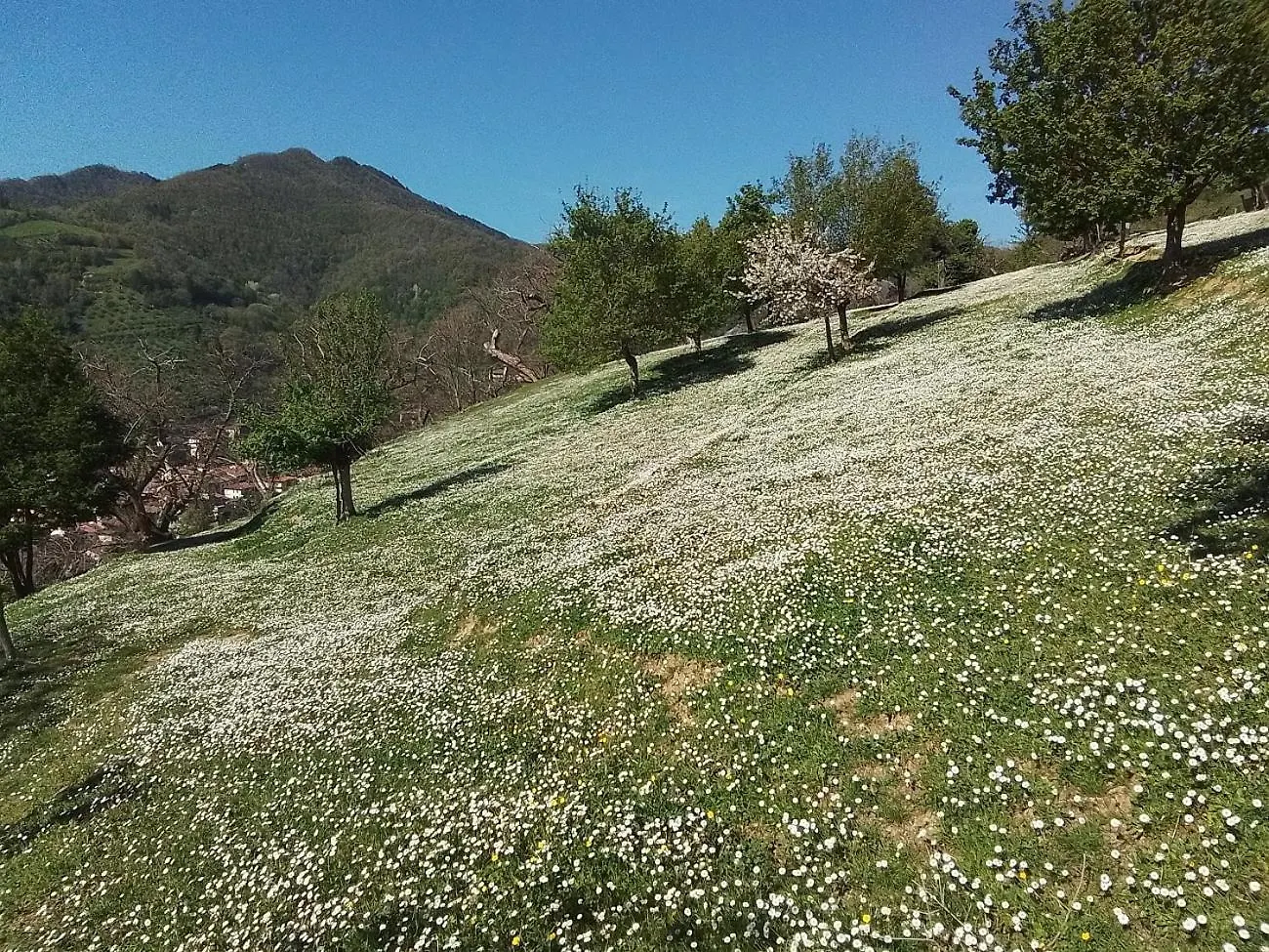 Casa Vacanze Podere Ugolini Ronta